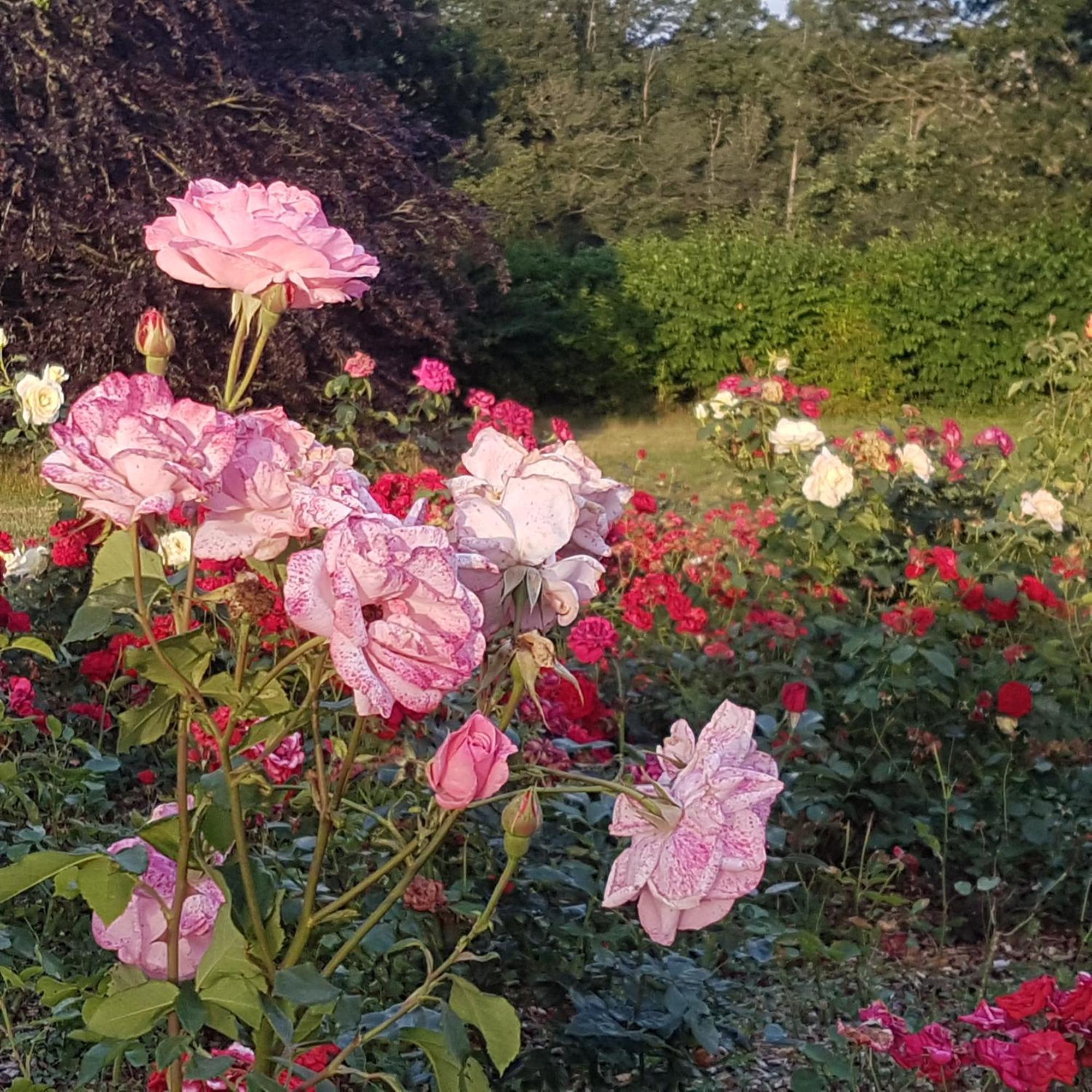 Domaine De La Chesnaie Bed and Breakfast Josselin Exterior foto